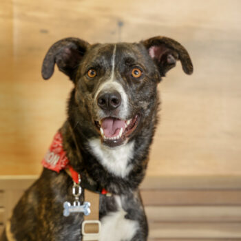 Concorso Fotografico - QuattroZampe in Fiera - Napoli - Aprile 2026