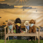 Concorso Fotografico - QuattroZampe in Fiera - Napoli - Aprile 2026