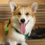 Concorso Fotografico - QuattroZampe in Fiera - Napoli - Aprile 2026