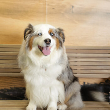 Concorso Fotografico - QuattroZampe in Fiera - Napoli - Aprile 2026