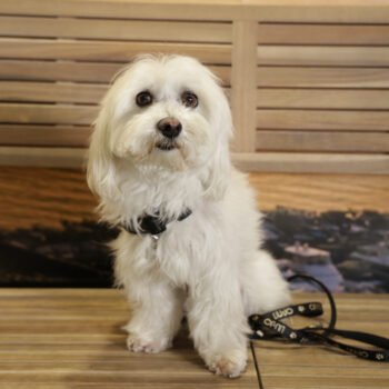 Concorso Fotografico - QuattroZampe in Fiera - Napoli - Aprile 2026