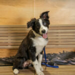 Concorso Fotografico - QuattroZampe in Fiera - Napoli - Aprile 2026