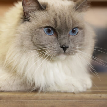 Concorso Fotografico - QuattroZampe in Fiera - Napoli - Aprile 2026