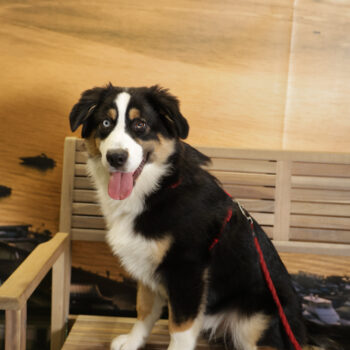 Concorso Fotografico - QuattroZampe in Fiera - Napoli - Aprile 2026