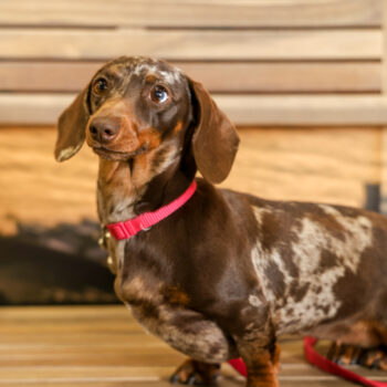 Concorso Fotografico - QuattroZampe in Fiera - Napoli - Aprile 2026