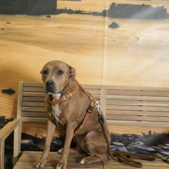 Concorso Fotografico - QuattroZampe in Fiera - Napoli - Aprile 2026