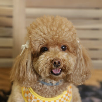 Concorso Fotografico - QuattroZampe in Fiera - Napoli - Aprile 2026