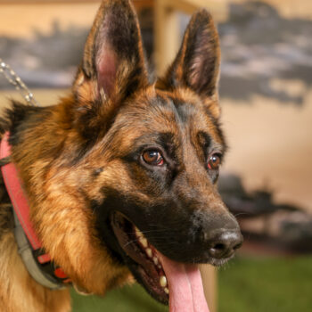 Concorso Fotografico - QuattroZampe in Fiera - Napoli - Aprile 2026