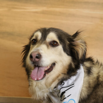 Concorso Fotografico - QuattroZampe in Fiera - Napoli - Aprile 2026