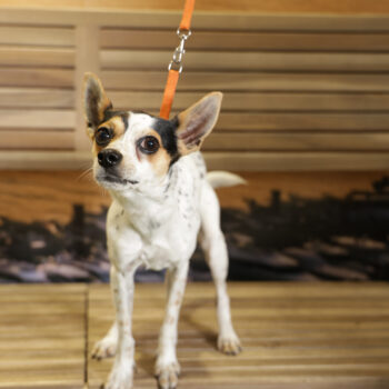 Concorso Fotografico - QuattroZampe in Fiera - Napoli - Aprile 2026