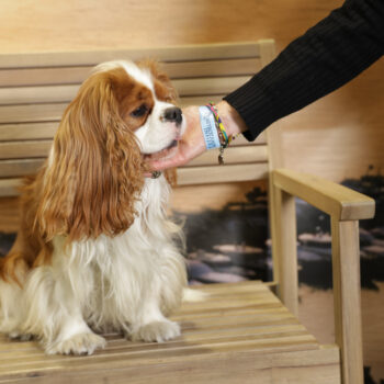 Concorso Fotografico - QuattroZampe in Fiera - Napoli - Aprile 2026