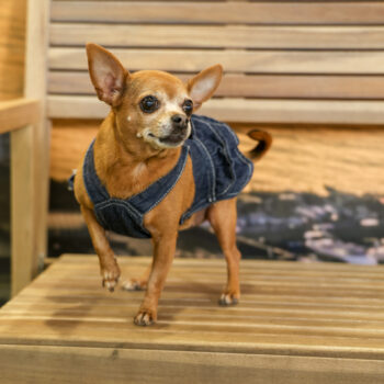 Concorso Fotografico - QuattroZampe in Fiera - Napoli - Aprile 2026