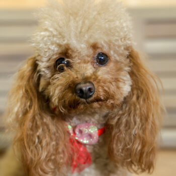 Concorso Fotografico - QuattroZampe in Fiera - Napoli - Aprile 2026