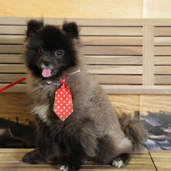 Concorso Fotografico - QuattroZampe in Fiera - Napoli - Aprile 2026