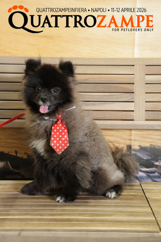 Concorso Fotografico - QuattroZampe in Fiera - Napoli - Aprile 2026