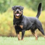 Un Rottweiler sul prato: adora passeggiare a lungo e interagire con il suo umano