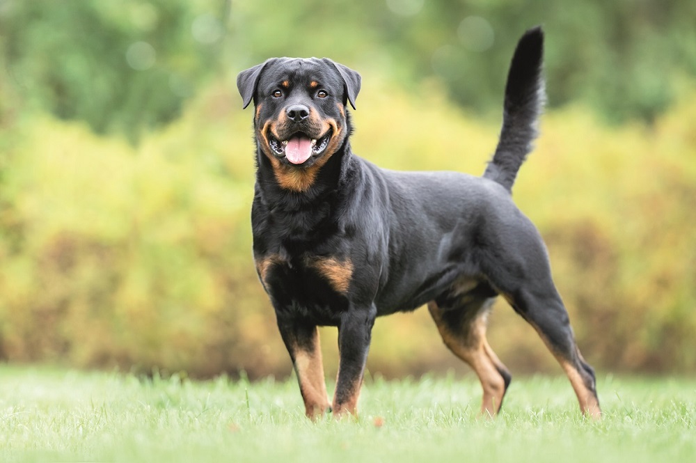 Un Rottweiler sul prato: adora passeggiare a lungo e interagire con il suo umano