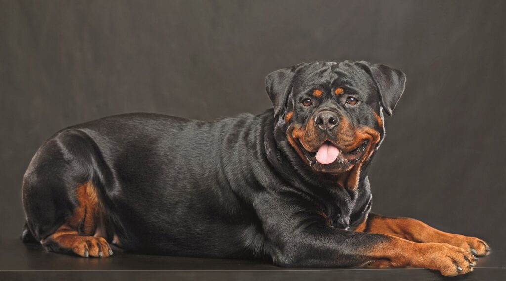 Rottweiler