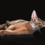 Un Abissino sdraiato ma sveglio