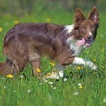 Un Border collie corre felice in un prato