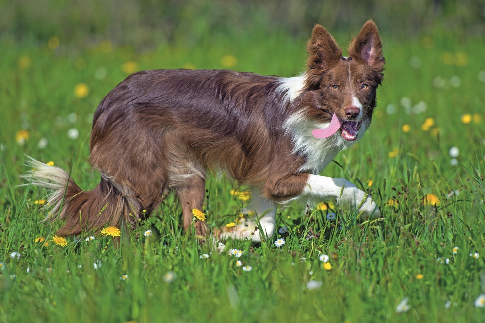 Un Border collie corre felice in un prato