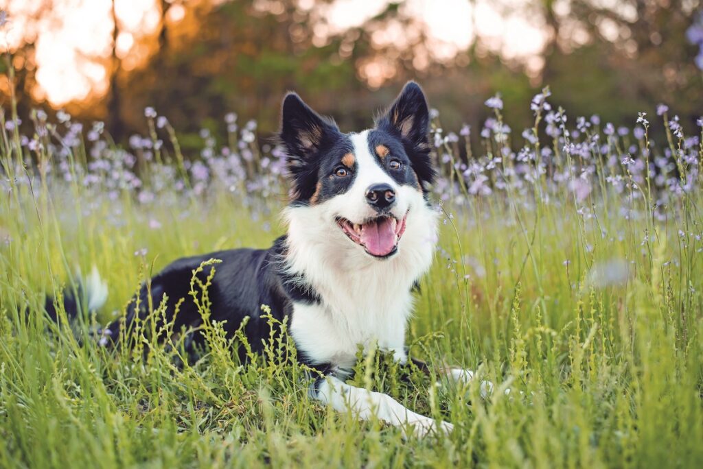 Un Border Collie seduto su un prato