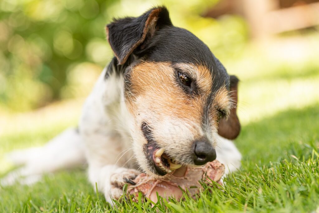 Un cane mangia un osso su un prato: è bene fare attenzione agli allergeni che possono provocare alterazioni della pelle dei pet