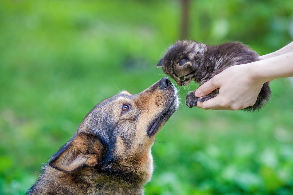 Un cane annusa un micio tenuto in mano da un umano all'aperto: in primavera è importante fare attenzione agli allergeni per mantenere in salute la cute di cani e gatti