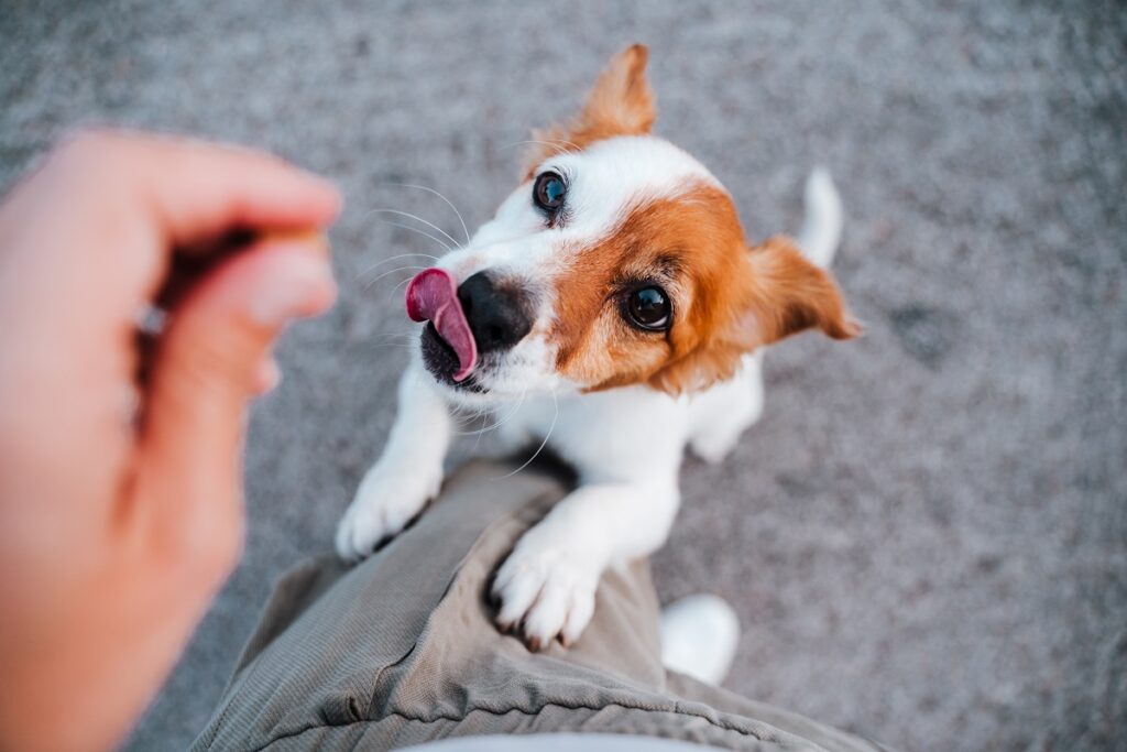 Intolleranze alimentari nel cane: sai riconoscerle?