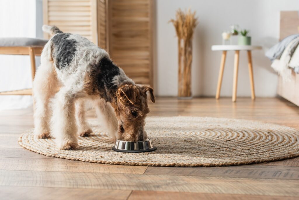 Intolleranze alimentari nel cane: sai riconoscerle?