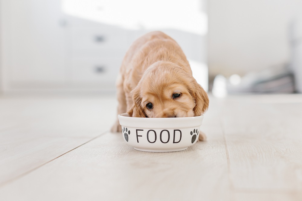Un cane mangia nella ciotola: le intolleranze alimentari nel cane sono spesso sottovalutate o confuse