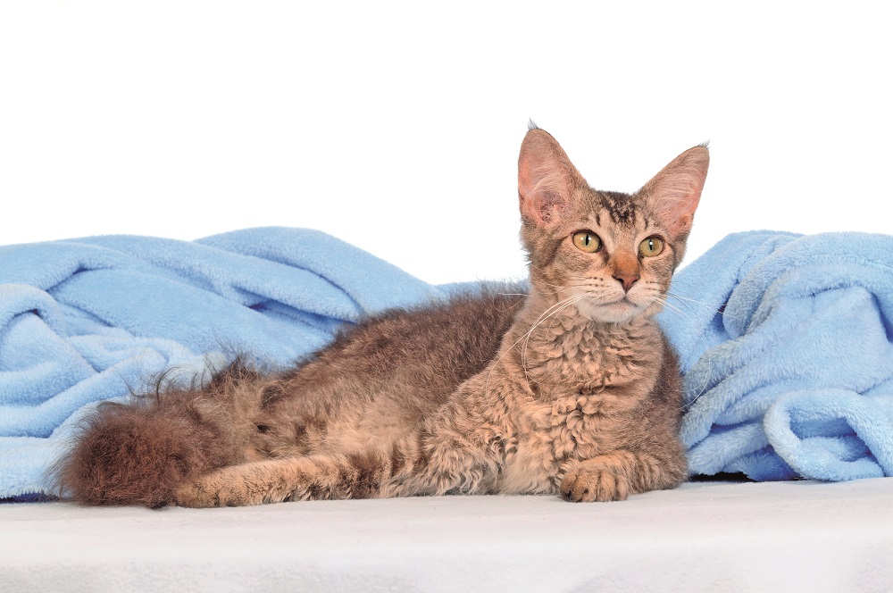 LaPerm in posa: Lo standard della razza non prevede limitazioni al colore e al disegno del mantello