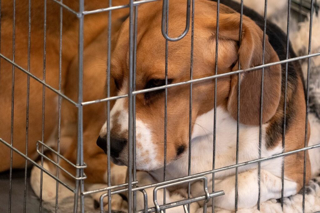 Un cane in gabbia: L'Unione Europea ha approvato
anche nuove norme per allevamento e vendita di cani e gatti facendo scattare l'obbligo di microchip