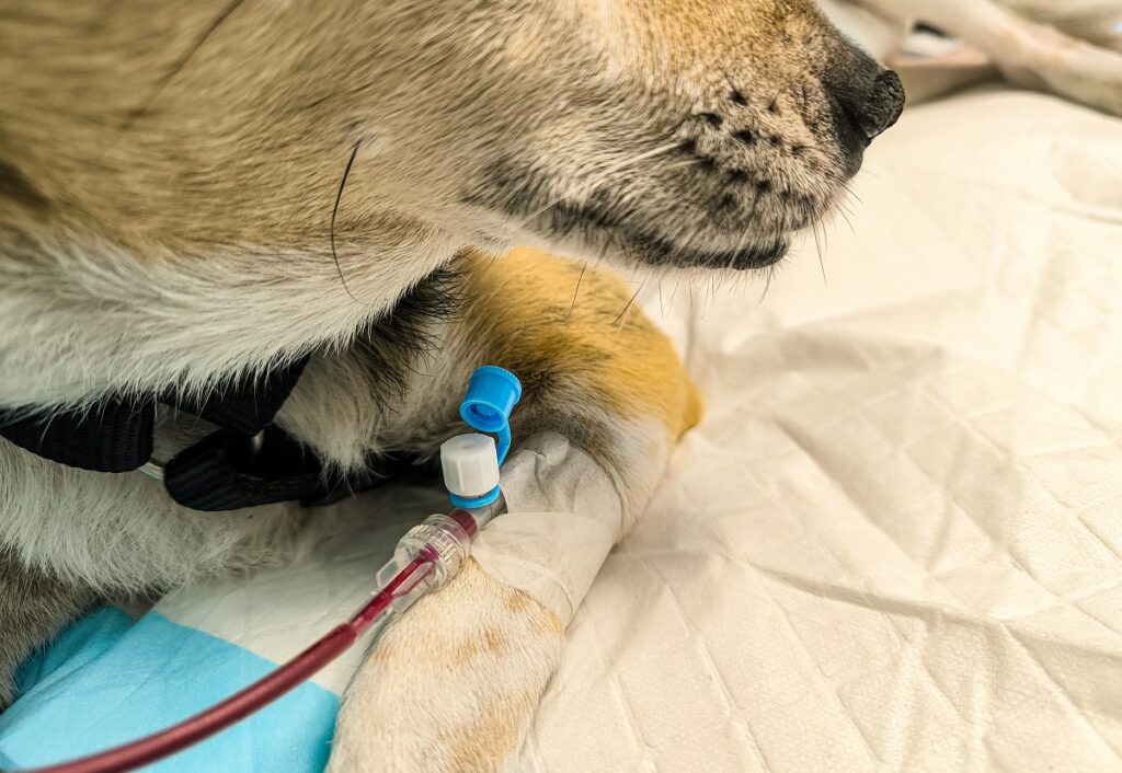 Trasfusione in un cane: dettaglio tecnico del prelievo per la donazione di sangue nei cani e gatti