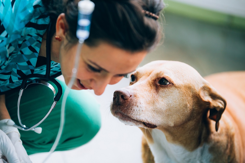 Un cane sottoposto a trasfusione dalla veterinaria: un esempio di donazione di sangue nei cani e gatti