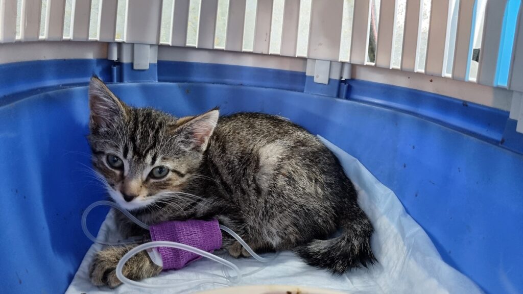 Un gatto dal veterinario: un esempio di procedura medica per la donazione di sangue nei cani e gatti