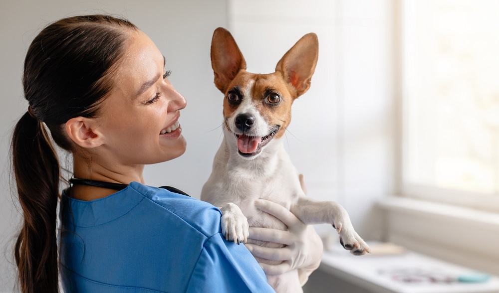 Cane che riceve carezze in una clinica veterinaria: al via il primo corso in Italia per accarezzatore di animali