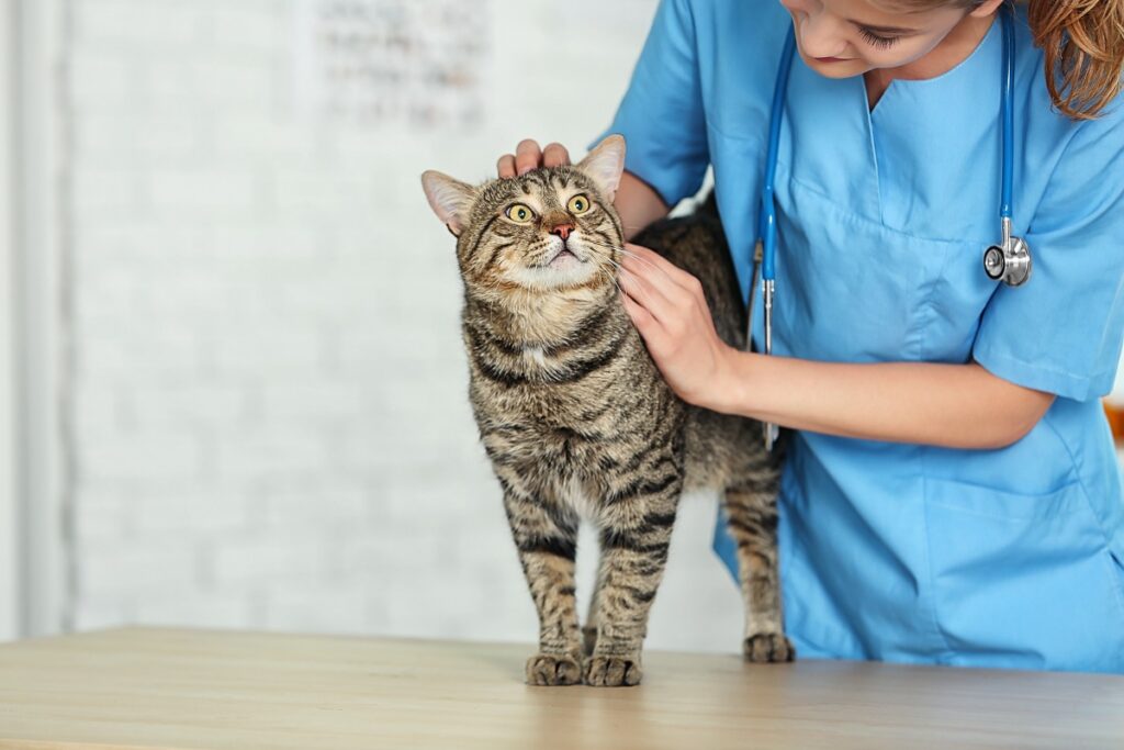 Gatto calmo sul lettino medico assistito da un operatore del benessere animale