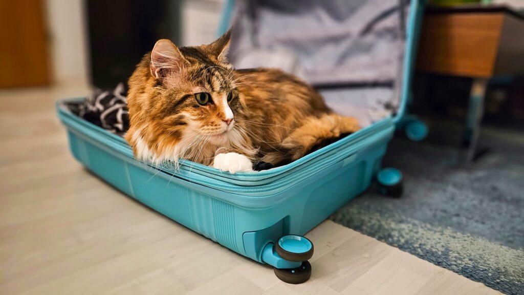 Un gatto dentro una valigia: per gli animali domestici scattano nuove regole se si vuole viaggiare in Europa