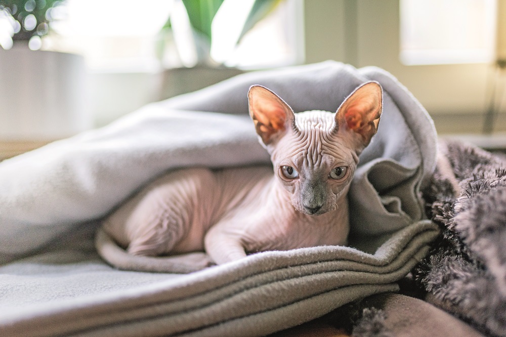 Uno Sphynx disteso su una coperta: è un gatto sano e robusto anche se può sembrare delicato