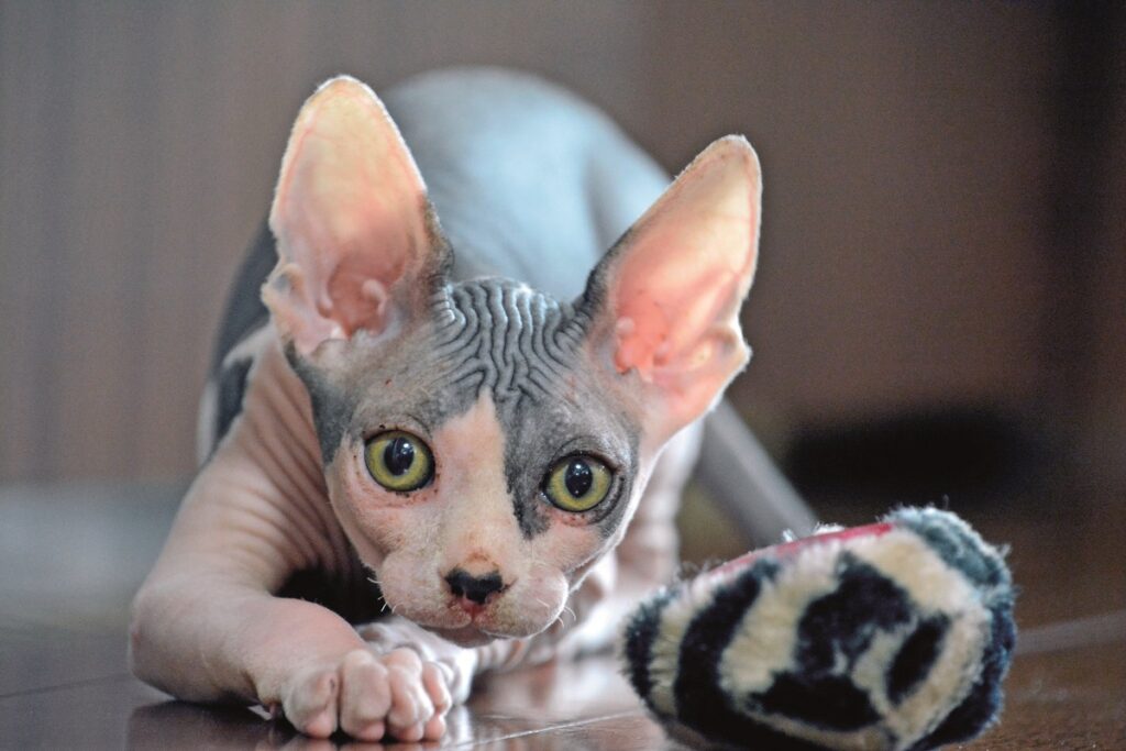 Uno Sphynx in primo piano disteso sul pavimento di casa che è la sua comfort zone