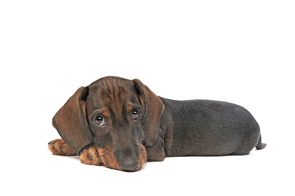 Un Bassotto Tedesco disteso: è un piccolo cane da compagnia coraggioso e affettuosissimo