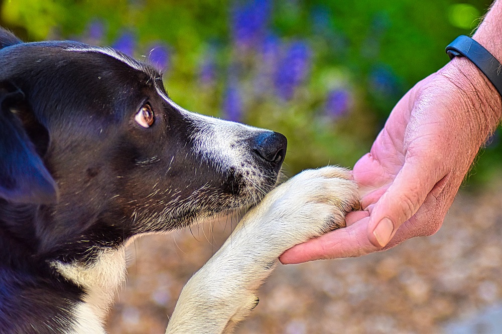 Un cane appoggia la sua zampa sulla mano di un umano: al Vesak 2026, la più importante festività buddhista dell'anno, è in programma anche la benedizione degli animali