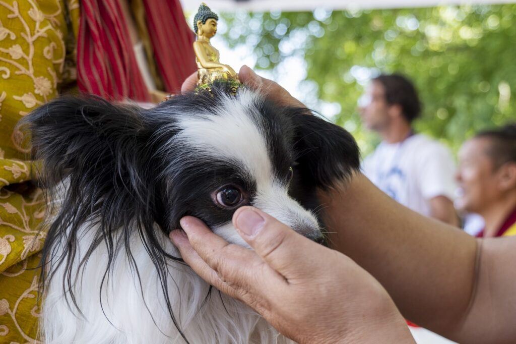 La benedizione di un cane al Vesak buddhista