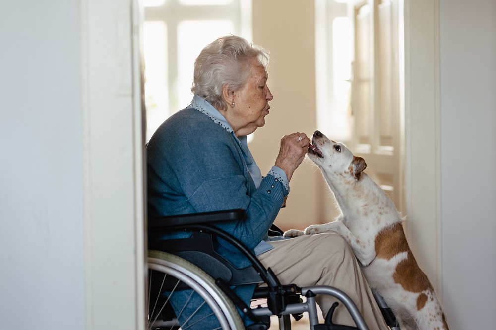 Una anziana in carrozzina accarezza il suo cane: a Genova lasciare il cane durante il ricovero sarà più semplice