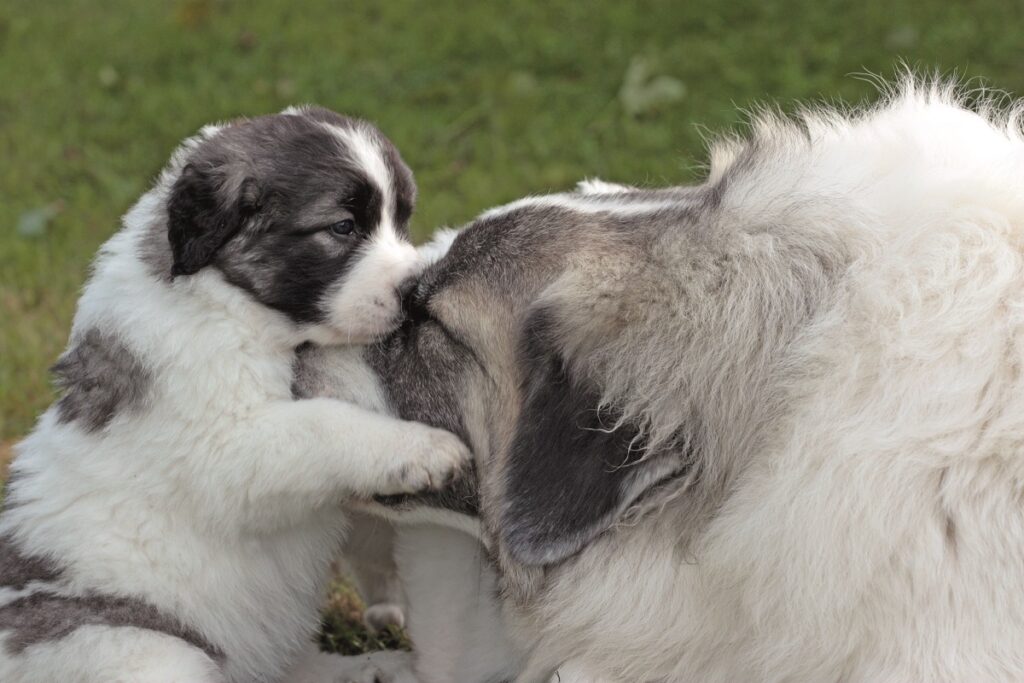 Un Mastino dei Pirenei abbraccia il suo piccolo: è un cane molto dolce nonostante la sua mole imponente