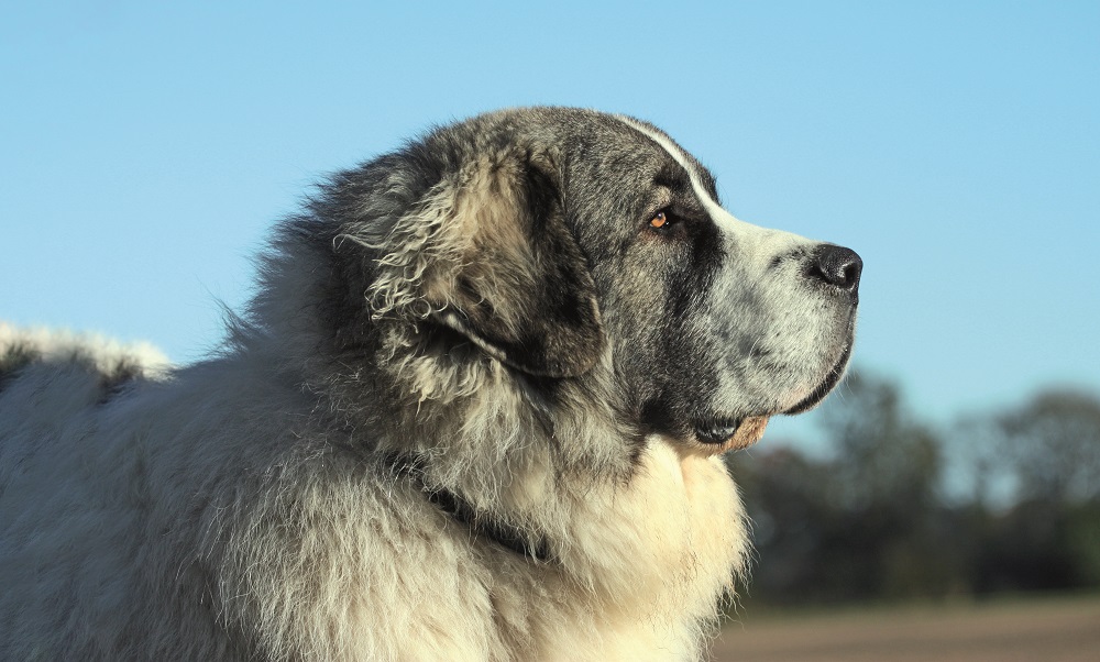 Un mastino dei Pirenei di profilo: è un cane che ha una propensione ad essere un guardiano molto equilibrato