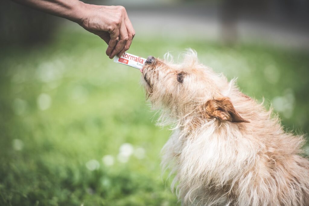 Un cane mangia una bustina di un prodotto Normalia®, la linea di Innovet pensata per i problemi intestinali