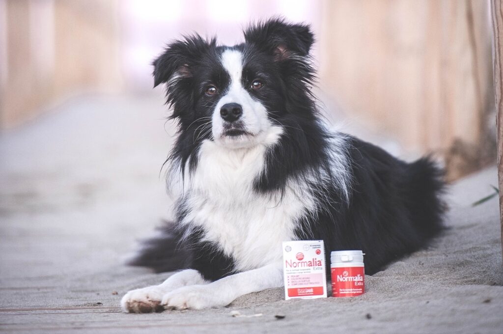 Un cane seduto per terra con accanto alcuni prodotti della linea Normalia® di Innovet
