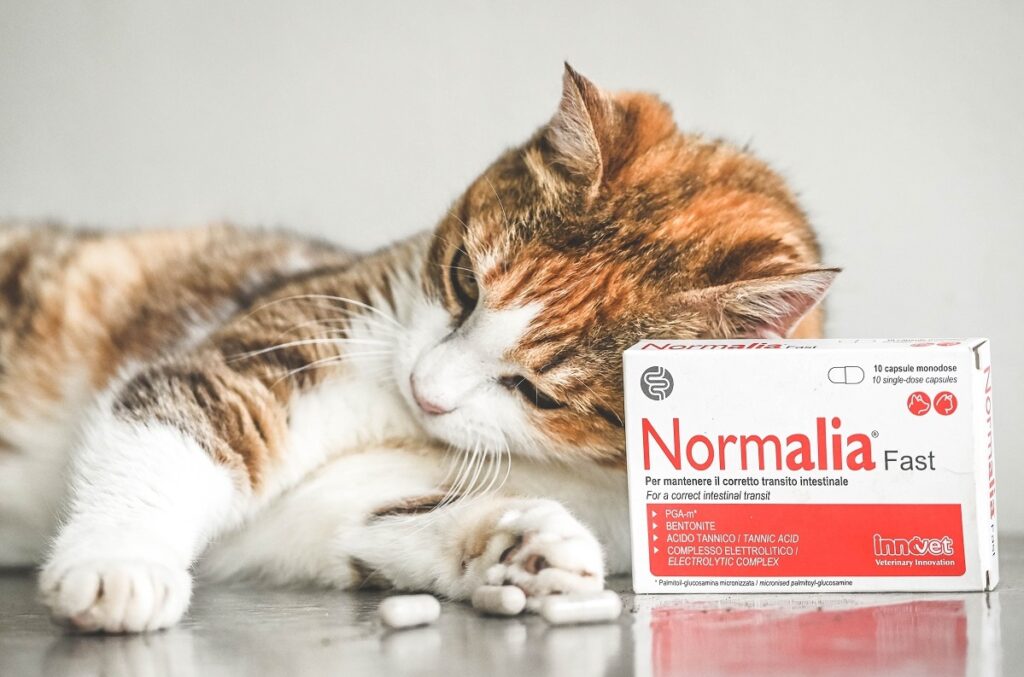 Un gatto disteso con accanto una confezione di Normalia® Fast che aiuta a mantenere il corretto transito intestinale